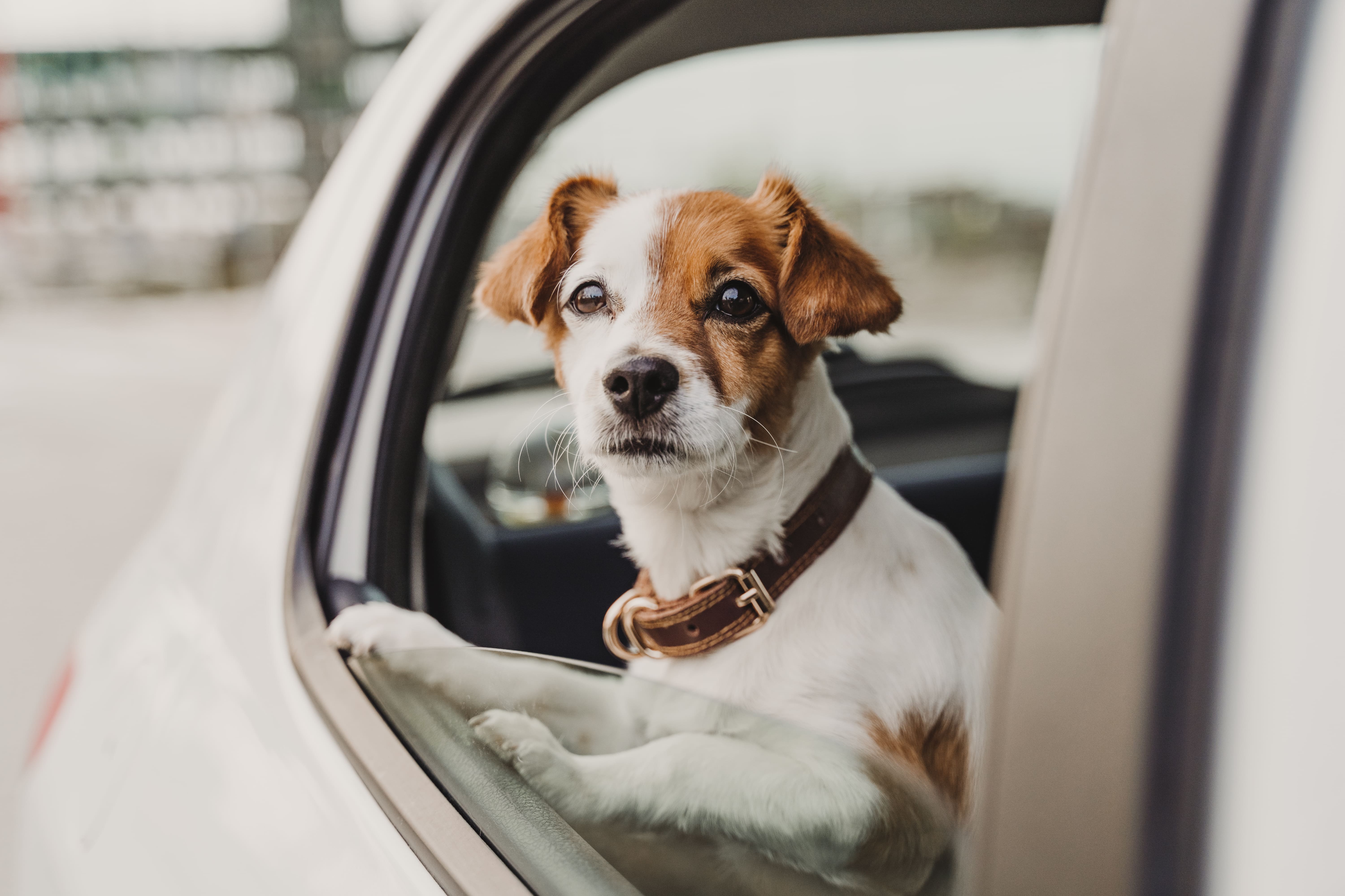 ¿Cómo viajar con tu mascota (perro o gato) en coche de la forma más segura?